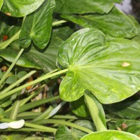 Alocasia cucullata (Lour.) G.Don